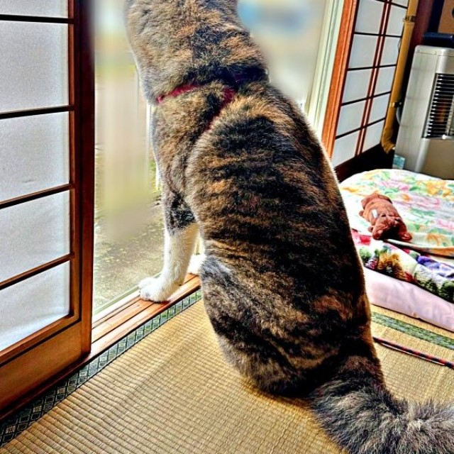 警備に勤しむさん歩くん。ご近所さんから褒められました（画像提供：ぽっぽっぽー SANPOさん）