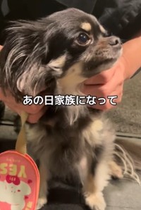 人懐っこいワンちゃんに成長！（「わんグルメ旅｜ちまき」さん提供、Instagramよりキャプチャ撮影）