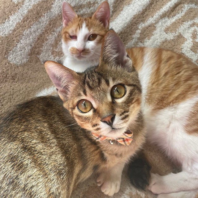 2匹でひと暴れした後＝親兵衛（しんべえ）さん（@shin_bei22）提供