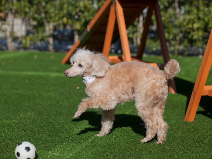 ドッグランでエンジョイ