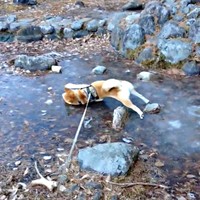 ゴロンと寝そべり体を伸ばすコテツくん（画像提供：なにゃーさん）