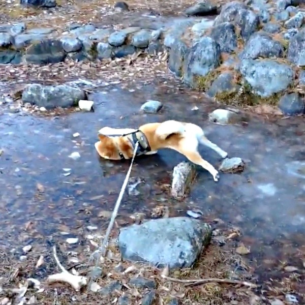 ゴロンと寝そべり体を伸ばすコテツくん（画像提供：なにゃーさん）