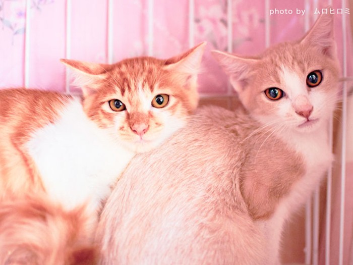 子猫は兄弟で保護されることが多い。引き離すことなく、兄弟を一緒に迎えてほしい