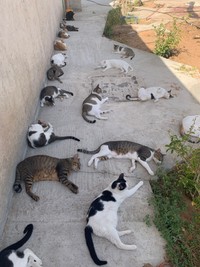 キジトラのごーちゃんと白黒ハチワレのさんちゃんの間にいたというはなももさん。さてどこでしょう？（提供写真）