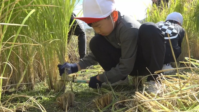 稲刈り体験をする児童　香川県土庄町　22日