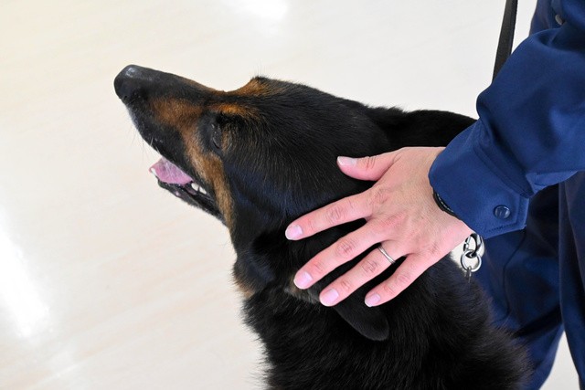 坂井巡査部長になでられてうれしそうなドン号=2021年5月14日午後1時37分、広島東署、松尾葉奈撮影