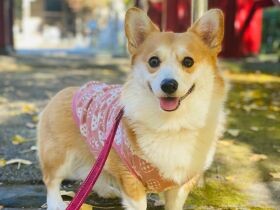 毎年、紅葉とイチョウのじゅうたんを見に行くんだ！　コーギー「コムギ」
