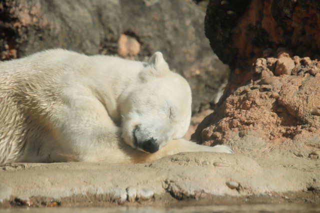 日向でウトウト…zzz（2024.12撮影）