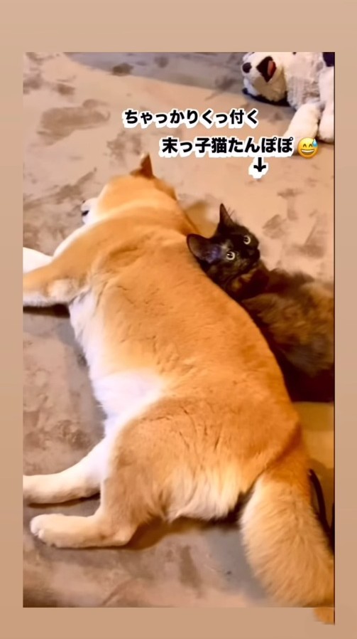 末っ子猫たんぽぽちゃんも麦太郎くんにくっつきます（ぽしょこさん提供、Instagramよりキャプチャ撮影）
