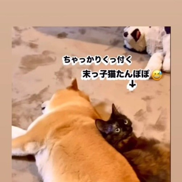 末っ子猫たんぽぽちゃんも麦太郎くんにくっつきます（ぽしょこさん提供、Instagramよりキャプチャ撮影）