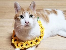 ２０２０愛されキャラで賞　日本猫「琥珀」