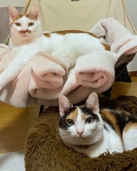 たくさんごはんを食べてモチモチツヤツヤになった（上）ポッケちゃんと（下）ニケちゃん（画像提供：ポッケとニケさん）