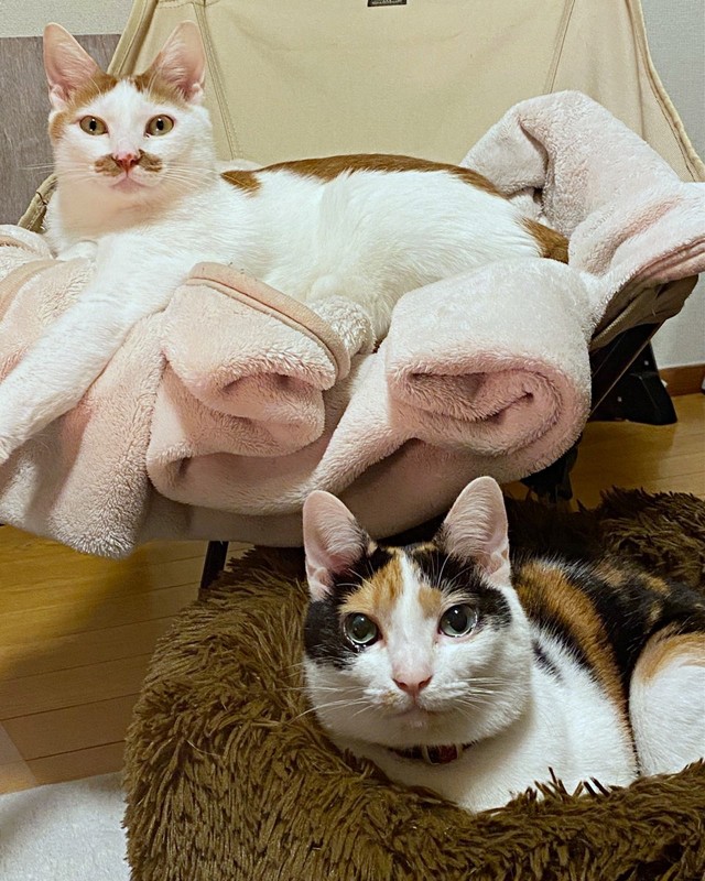 たくさんごはんを食べてモチモチツヤツヤになった（上）ポッケちゃんと（下）ニケちゃん（画像提供：ポッケとニケさん）