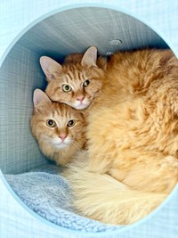 来客にびっくり！ 一緒に隠れる（下）健ちゃん（上）剛くん（画像提供：ほとぷぅとごうとけんさん）