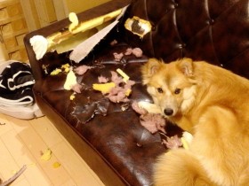 「犬は今を生きる」わけではない？　過去や未来も認識しているのでは？