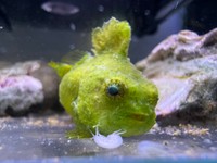 お腹に吸盤があるダンゴウオ（提供：だんごむすめさん）