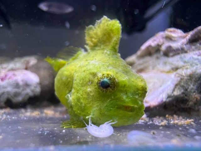 お腹に吸盤があるダンゴウオ（提供：だんごむすめさん）