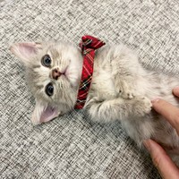 ゴロンと仰向けに寝そべるリリーちゃん（画像提供：恋するうさぎちゃん）