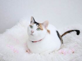 ハンモックでゆーらゆら　赤ちゃんだっこが大好きな三毛「小梅」