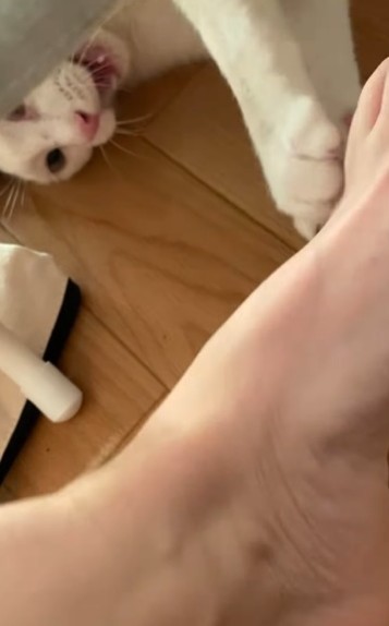 足にじゃれるまーやくん（あきみさん提供、Instagramよりキャプチャ撮影）