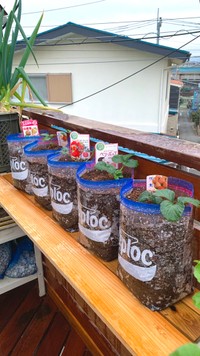 ジップロックいちごの様子（提供：ぽたろうの家庭菜園HACKさん）