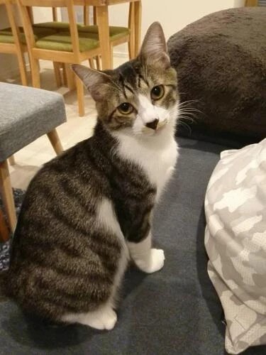 家にきたころの「むい」