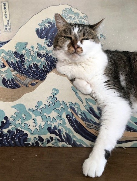 さすがTHE和猫、似合い過ぎ