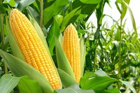 「トウモロコシ」は収穫する時間帯で甘さが変わる！？※画像はイメージです（Paitoon/stock.adobe.com）