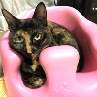 ベビー用の椅子にすっぽり収まるななちゃん。「安全よーし！」