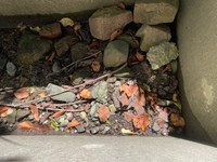 よろたむさんが最初に「マムシ」を発見した場所（画像提供：よろたむさん）