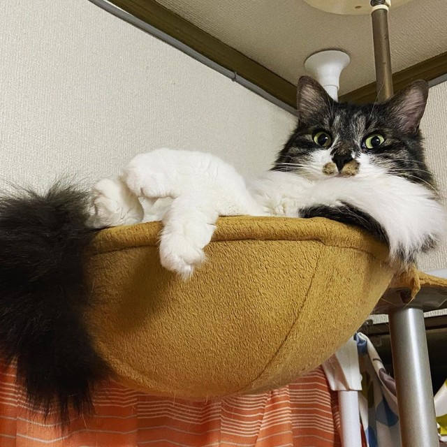 高みの見物、ふてぶてしさも可愛い