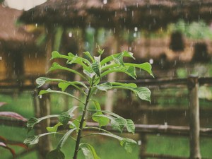 匂いで彩られる日々の生活。今日の秋田はフルーティーな香りがする