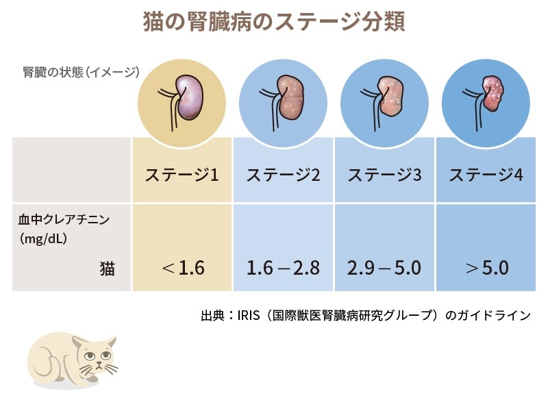 獣医師監修】猫の腎臓病は予防できる？ おしっこの「尿比重」チェック