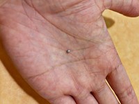 サイゼリヤの「ムール貝のガーリック焼き」から現れた真珠（画像提供：樋廻さん）