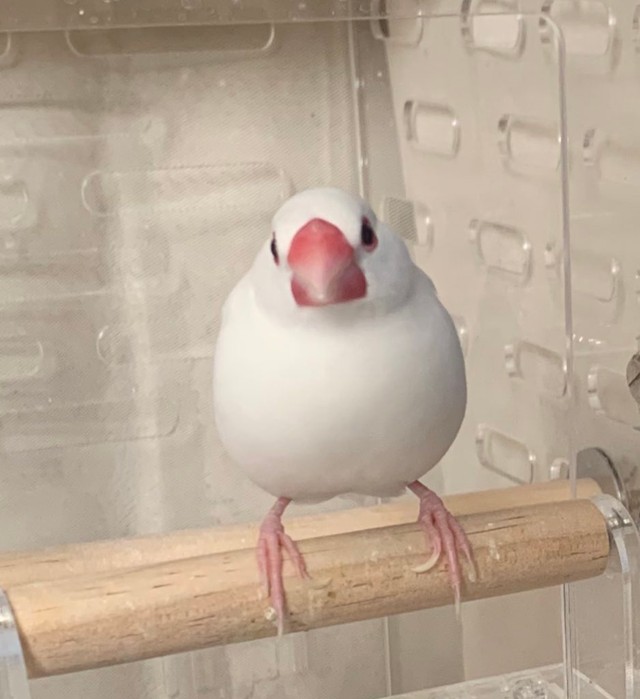 普段のぴーちゃん。文鳥さんからの信頼も厚いそう（提供：ぴーちゃんさん）