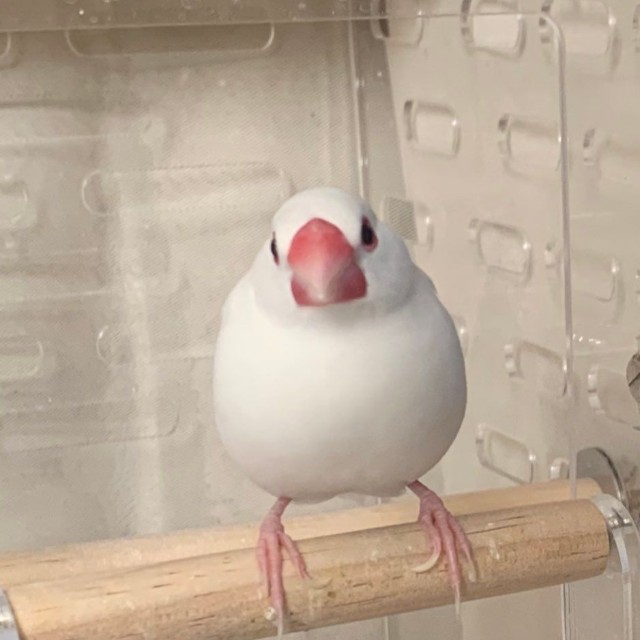 普段のぴーちゃん。文鳥さんからの信頼も厚いそう（提供：ぴーちゃんさん）
