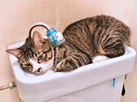 トイレの手洗い場に収まるひゅうちゃん（画像提供：ふみさん）