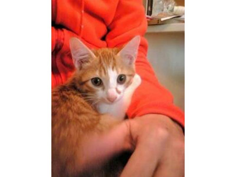 先輩夫婦の家に行った「ももたろう」。きなことは兄弟だ