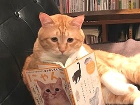 飼い主の心をつかんで離さない作戦　猫のぐっぴーが多義語を解説