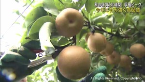 秋の味覚　北浦梨の収穫が最盛期　宮城・美里町