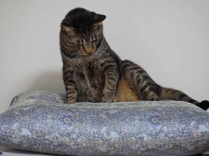 この座布団ふかふかだな