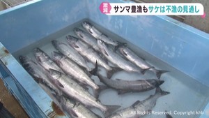 秋の味覚　サンマは豊漁　サケは不漁が続く見込み
