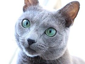 食後は糸ようじ妖怪に変身するよ　ロシアンブルー「麦ちゃん」　