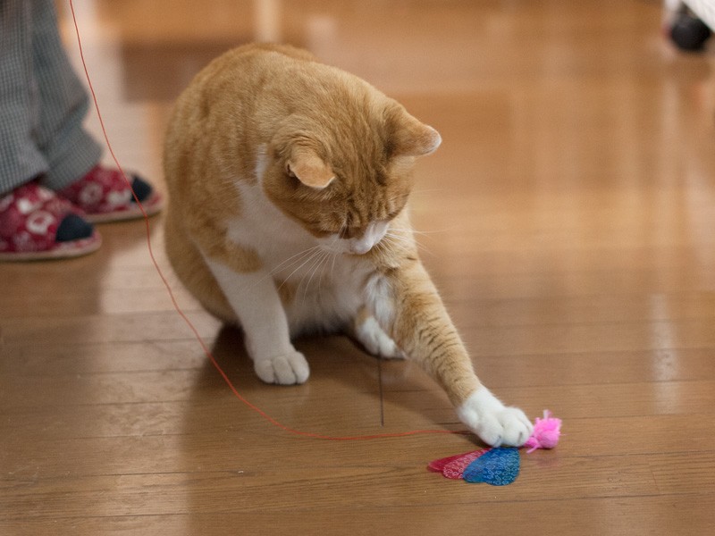 「おばちゃん、もう少し真剣に動かして」（小林写函撮影）