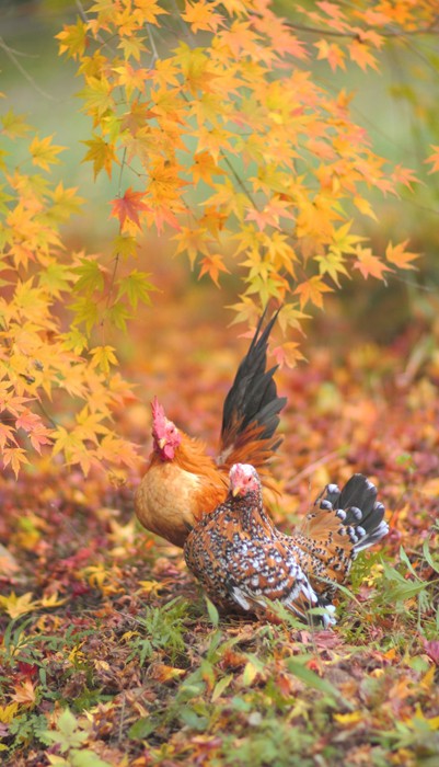 鶏ってこんなにカッコよかったっけ？？」「これは若冲…」日本鶏の写真