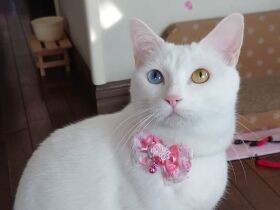 親の介護で弱っていたとき　家族に元気と癒やしをくれた白猫MIX「ミュウちゃん」