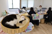 ふくの業務内容は、ほぼ睡眠。ベッドでごろごろ（撮影／石黒謙吾）