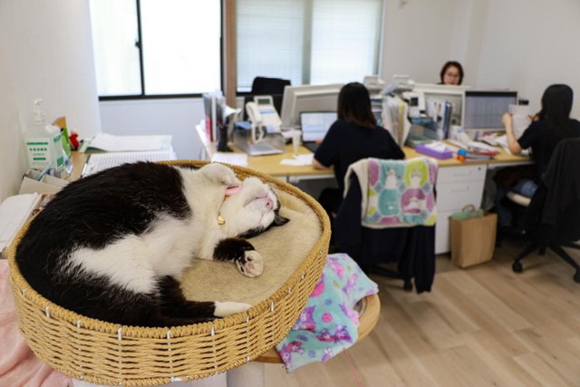 ふくの業務内容は、ほぼ睡眠。ベッドでごろごろ（撮影／石黒謙吾）