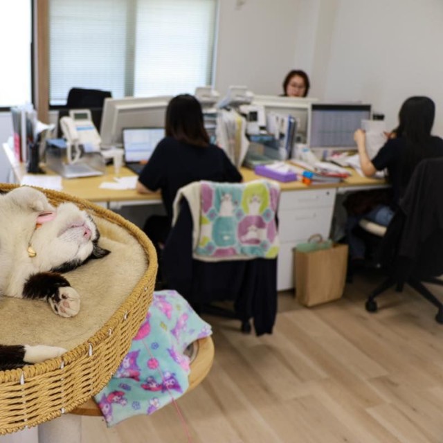 ふくの業務内容は、ほぼ睡眠。ベッドでごろごろ（撮影／石黒謙吾）