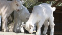 フワフワのヤギの赤ちゃん　しろとり動物園でベビーラッシュ　香川・東かがわ市